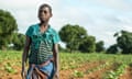 Orphaned child labourer Tiyamike Phiri, 14 at work on a tobacco plot belonging to her brother's family in Kasungu district, Malawi