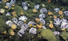 Small pearly grey octopuses among rocks with beige anemones among them