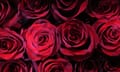 A display of red roses at Covent Garden Flower Market in London, Britain, 13 February 2024.