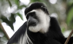 Black and white colobus monkey at Kibare Forest Camp, Uganda