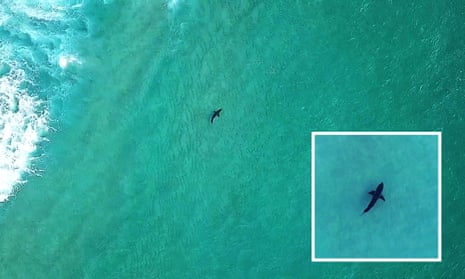Shark spotting: how a drone app is helping to keep Sydney's surfers safe in the water – video