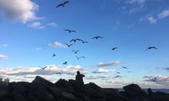 Silhouette of birds in flight.