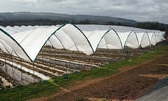 Polytunnels at Haygrove farm in Herefordshire