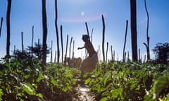 12-year-old Fatimo runs home after school through a groundwater irrigation project near Ziway, Ethiopia