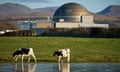 Sellafield, with cows