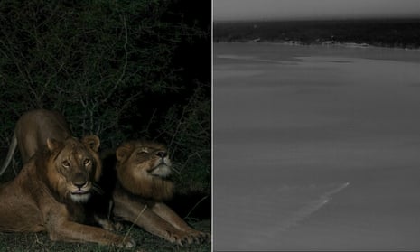 Lion brothers make record-breaking 1.5km swim in hope of finding mates - video