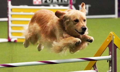 Super dogs: the race to win America’s most famous dog show – video