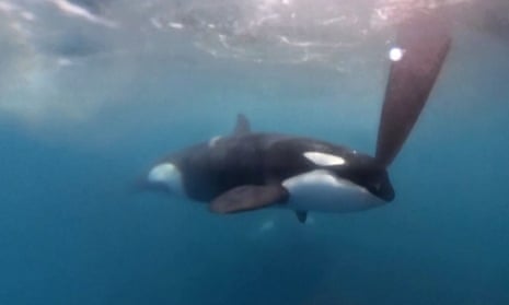Orcas nudge rudder of yacht near Gibraltar – video