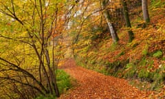 Woodland path through a deciduous forest in autumn, Watersmeet, Exmoor National Park, Devon.