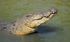 crocodile in the water