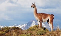 a guanaco at parque Patagonia.