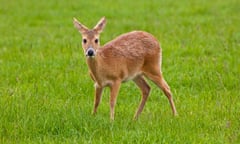 Male Chinese water deer