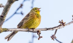 ‘Bright yellowhammers / Made mirthful clamours’ …