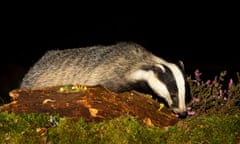A badger forages for food at night