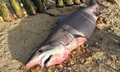 Smalltooth sand tiger shark