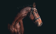 Elegant horse portrait on black background.