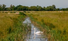 A swan floats in a stream from one of the Marsh's sewers on the walking route after passing St Dunstan's church in Romney Marsh, Kent, UK. 21st June 2022.