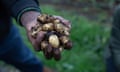A hand full of newly dug earthy potatoes