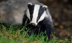 A badger