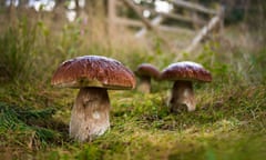 The celebrated wild mushroom, the Cep, Penny Bun, Porcini - all used to describe the Boletus edulis mushroom, highly prized for its culinary qualities<br>DB4HNH The celebrated wild mushroom, the Cep, Penny Bun, Porcini - all used to describe the Boletus edulis mushroom, highly prized for its culinary qualities