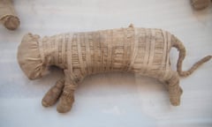 A mummified cat in Egypt