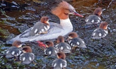 Female goosander with her nine ducklings