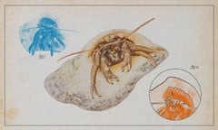 Invertebrate of the year - St Piran’s hermit crab