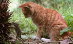 A cat plays with a mouse in a garden in Wuhan, Hubei province, October 28, 2008.  RETUERS/Stringer (CHINA).  CHINA OUT. NO COMMERCIAL OR EDITORIAL SALES IN CHINA.