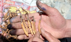 Cordyceps sinensis fungus