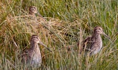 Snipe at Venus pool, Cound, Shropshire