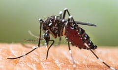 A close-up shot of an Asian tiger mosquito sucking human blood.