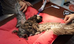 A badly burnt endangered Carnaby’s cockatoo is given a second chance at flight with a new set of wing transplants after a procedure at the Perth zoo