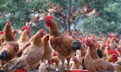 Chickens perch in trees, Guanyun county, Lianyungang city, Jiangsu province, China - 22 Aug 2017<br>Mandatory Credit: Photo by Imaginechina/REX/Shutterstock (9026516j) Hundreds of farmed chickens, nicknamed “airplanes” for their uncommonly strong ability to fly, are seen under and on trees in a village in Guanyun county Chickens perch in trees, Guanyun county, Lianyungang city, Jiangsu province, China - 22 Aug 2017