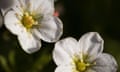 Rosy saxifrage