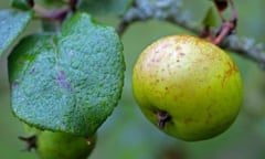 Crab apple fruits are inedible but their juice was formerly used for making cider