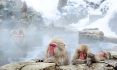 Japanese macaques in the hot springs of the mountains of Nagano