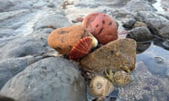 A crab in a rockpool near Edinburgh