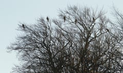 Red kites watch from a tree.