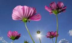 Mallow flowers