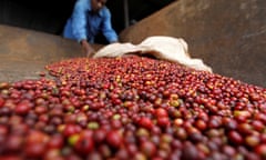 Coffee berries