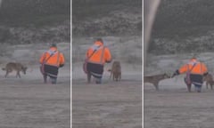Screenshots from a supplied video of a man appearing to feed dingoes on K’gari.