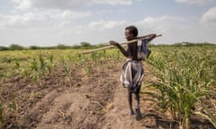 A boy walks through a field of crops