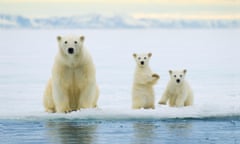 Polar bear mother (Ursus maritimus) and twin cubs of the year hunting on the pack ice, Svalbard Archipelago, Arctic Norway