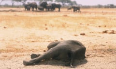 A dead elephant  in the Hwange National Park, Zimbabwe