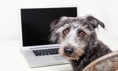 Dog sitting in front of a laptop computer<br>Scruffy terrier mixed breed dog sitting on a chair in front of a laptop computer with a blank screen to enter your website image onto