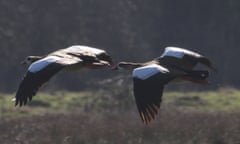 A pair of Egyptian geese take flight above Staines Moor, Surrey.