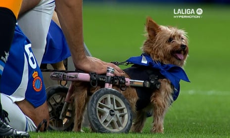 Pup Guardiola: Espanyol players bring on 11 furry friends in need of new home – video