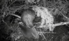 A black and white image of a kit beside an adult beaver in the undergrowth