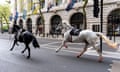 The horses caused chaos as they rampaged through the city, damaging taxis and buses
