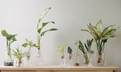 A row of plants grown without soil in jars